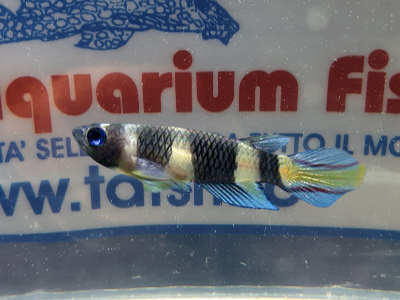 PSEUDOEPIPLATYS ANNULATUS 2CM