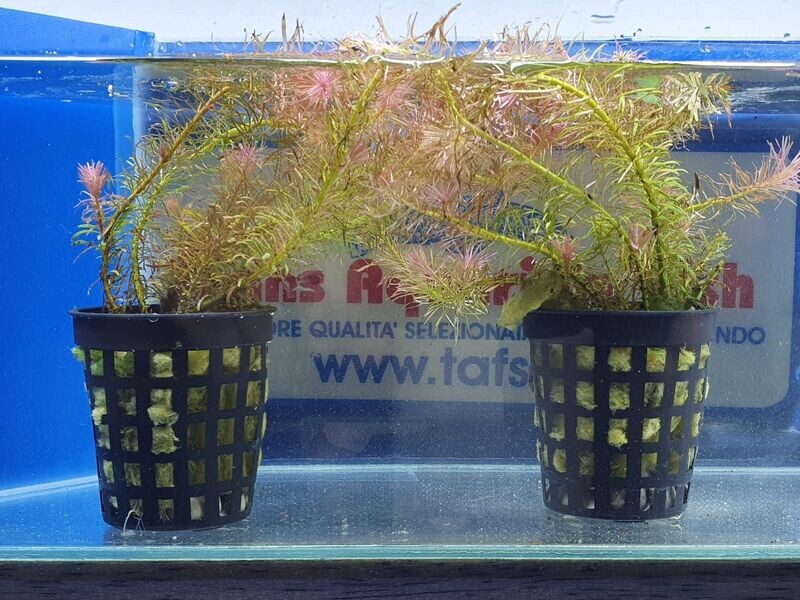 Rotala walichi