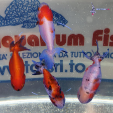 RANCHU COLORI ASSORTITI 10/12 CM
