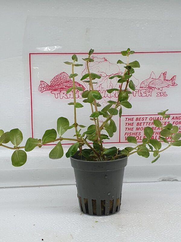 Rotala Rotundifolia