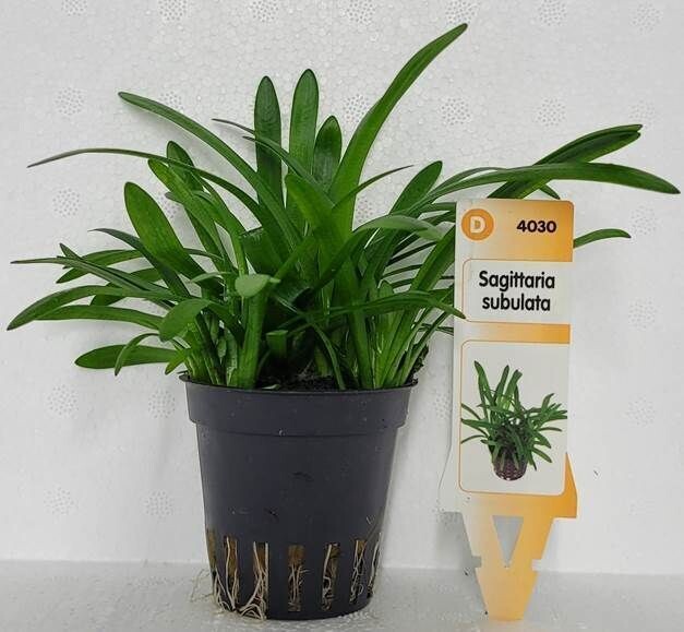 Sagittaria Subulata
