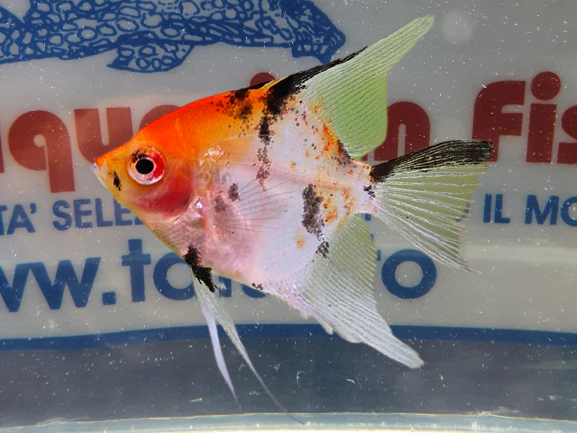 SCALARE PANDA RED MD