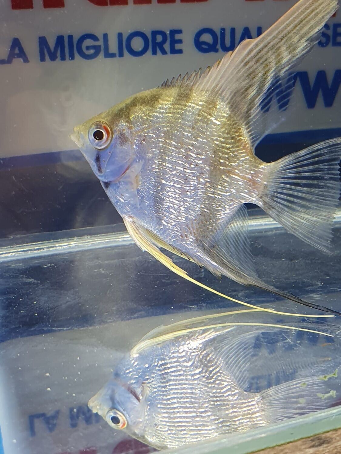 SCALARE ZEBRA MD