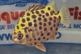 SCATOPHAGUS ARGUS