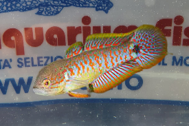 TATEURDINA OCELLICAUDA M