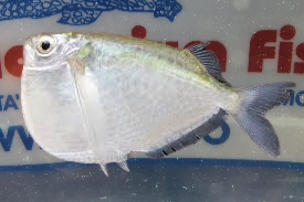TORACOCHARAX PESCE ACCETTA