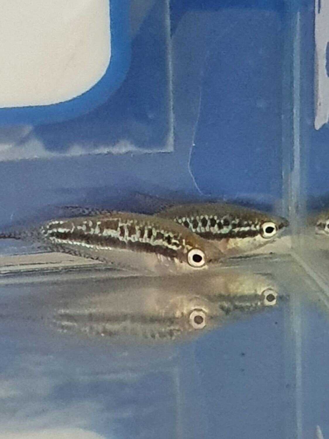 TRICHOPSIS PUMILA 2cm
