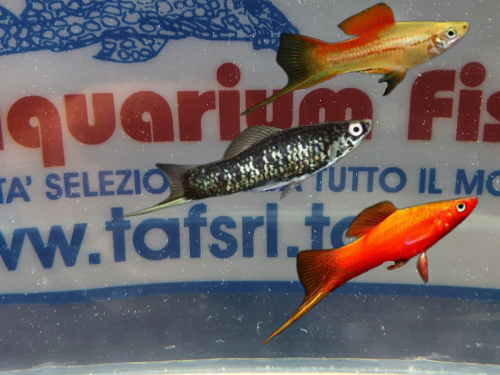 XIPHO COLORI ASSORTITI