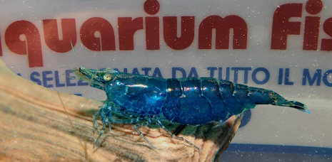 CARIDINA-HETEROPODA-BLU-ELECTRIC-sm