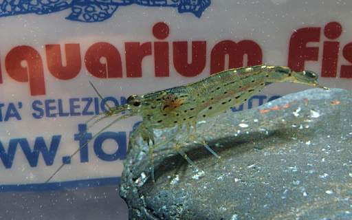 CARIDINA-HETEROPODA-m