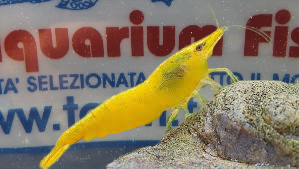 CARIDINA-SERRATA-FIRE-YELLOW