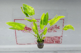 ECHINODORUS MARBLE QUEEN