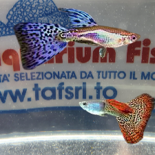 GUPPY MASCHIO ASSORTITI SNAKESKIN