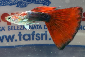 GUPPY MASCHIO ASSORTITI TUXEDO
