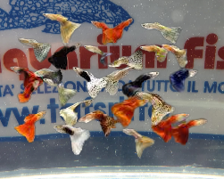 GUPPY MASCHIO ASSORTITI - VERY NICE!!!!