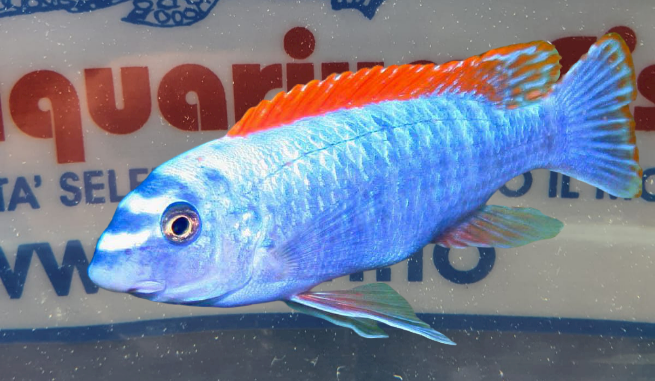 LABEOTROPHEUS TREWAWASE RED TOP 4CM.