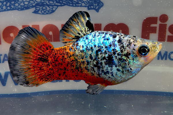 PLATY BLUE CORAL CALICO