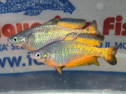 MELANOTAENIA PARKINSONI MD