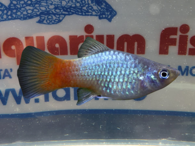 PLATY RED TOP BLU CORAL Md