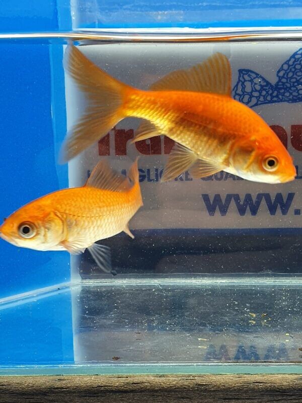 PESCI-ROSSI 8/10 CM