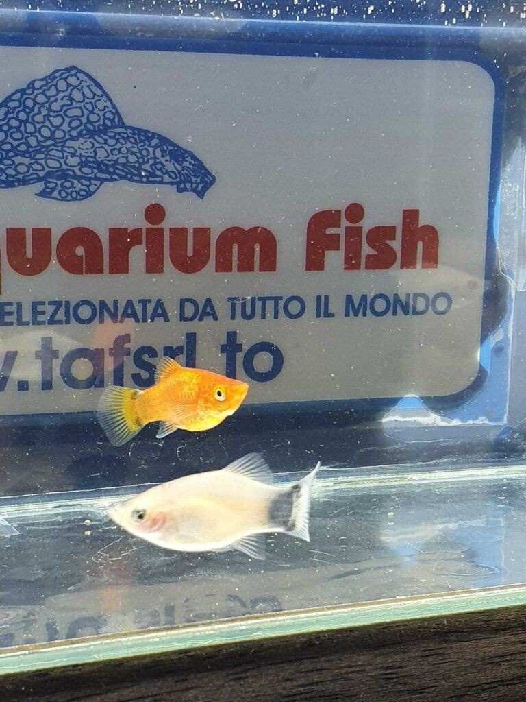 PLATY MICKEY MOUSE COLORI ASSORTITI