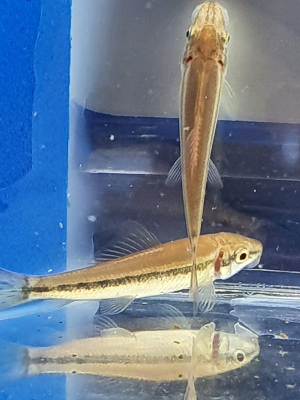 GYRINOCHEILUS  AYMONIERI