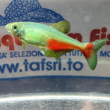APHYOCHARAX ANISITSI M