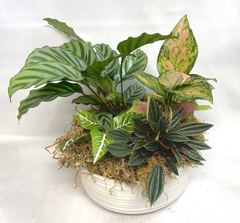 beauty star plant House Plant 4-CALATHEA-BEAUTY.STAR Beauty Star Calathea Plant in 4 in. Pot