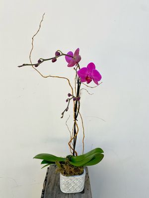 Orchid White/Purple