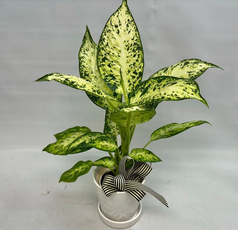 Peaceful Plant