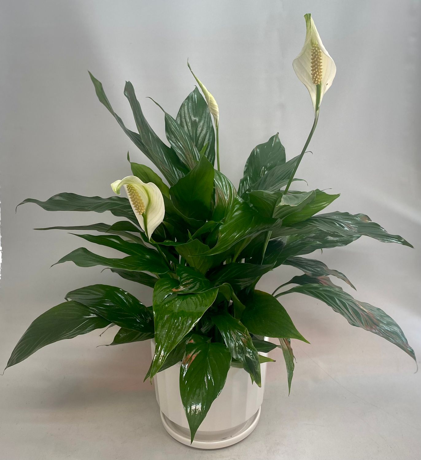 Peace Lily