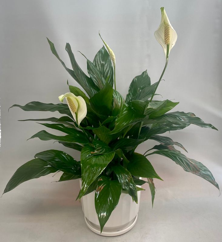 Peace Lily