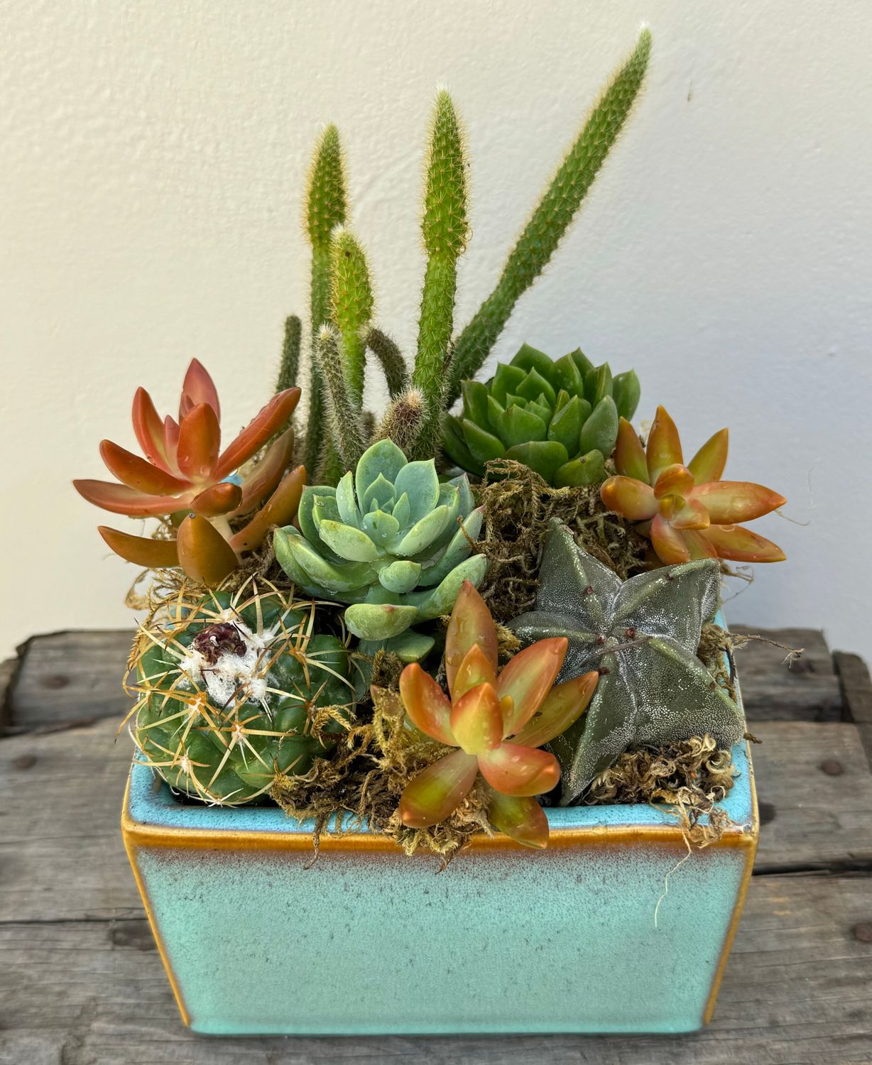 Succulent Garden