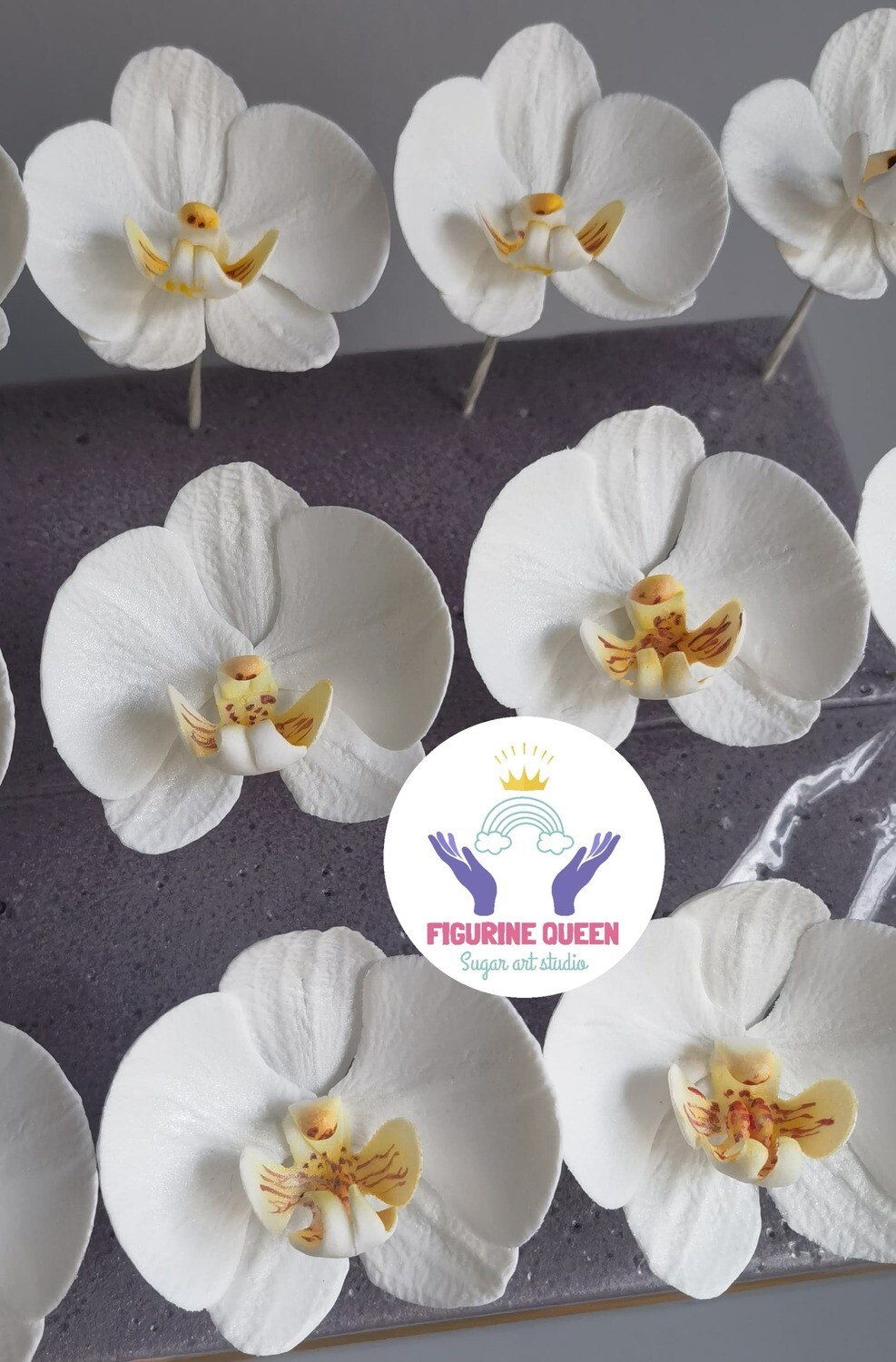 Sugar Orchid
