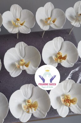 Sugar Orchid