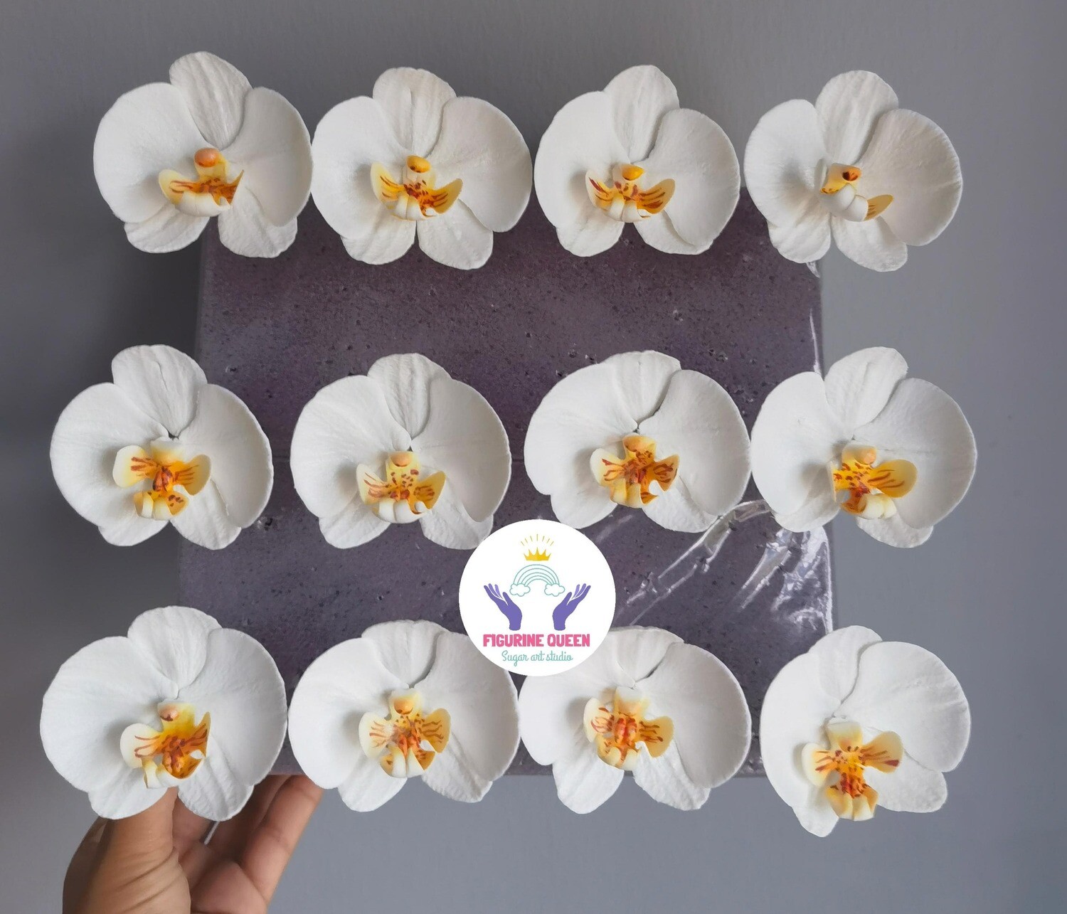 Sugar Orchid