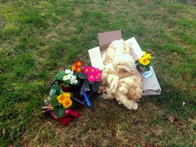 Wellano Schafwolldünger Wellano Schafwolldünger