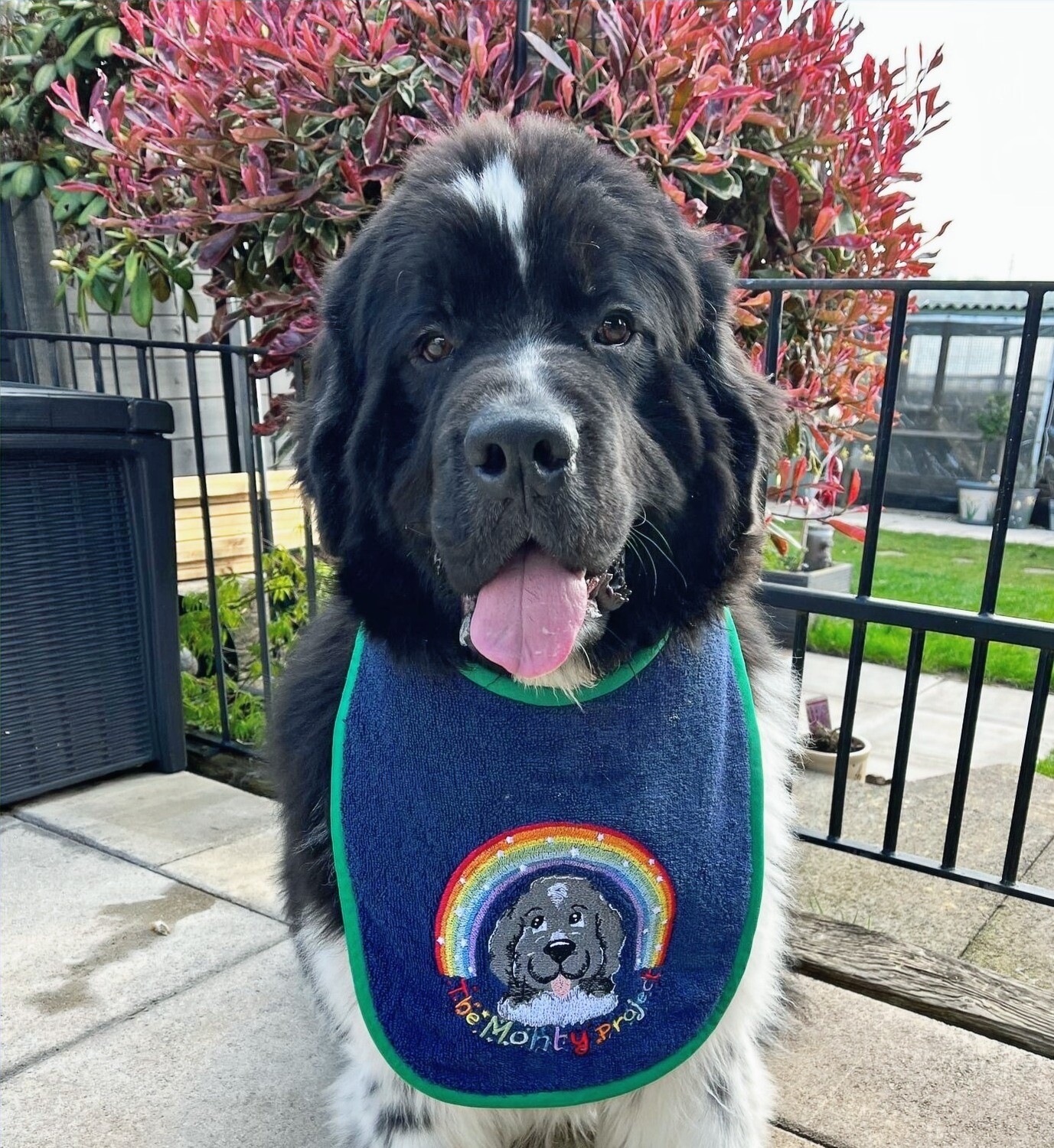 Monty Project Bib