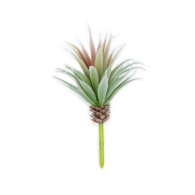 AGAVE STEM