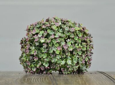 PINK GRASS ORBE