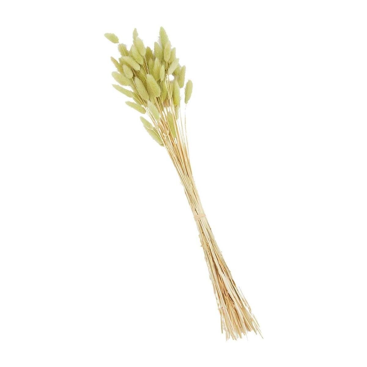 GREEN PRESERVED BUNNYTAIL STEM