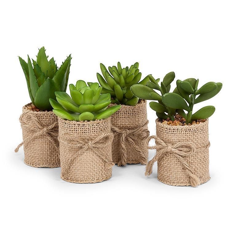 S/4 Succulents In Burlap Wrap-4&quot;H