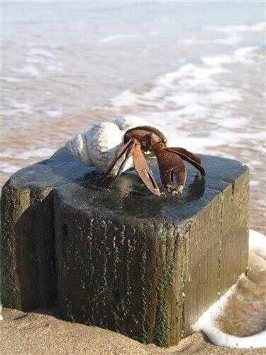 Henry Hermit Crab