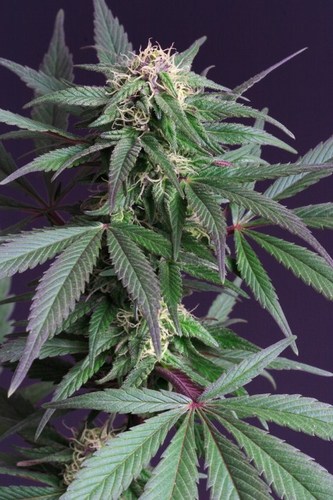 Blue Moonshine cannabis seeds