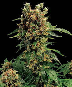 100% Feminised California Hash Plant Cannabis Seeds