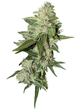 AutoMazar cannabis seeds