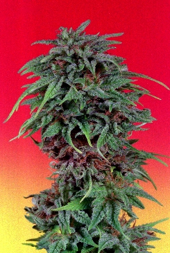 Durban Poison cannabis seeds