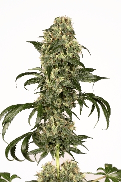 Dolce Vita cannabis seeds