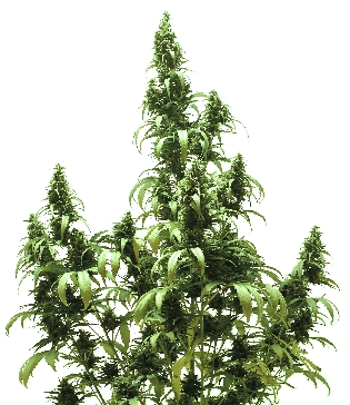 Auto Blueberry cannabis seeds