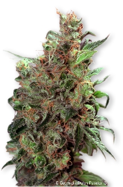 Californian Orange cannabis seeds